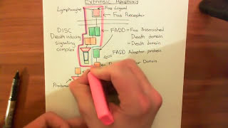 The Extrinsic Apoptosis Fas  Fas Ligand Pathway Part 1 [upl. by Suoilenroc]