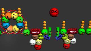 DNA Damage Response to doublestranded DNA break  Homologous Recombination v 40 Full HD [upl. by Fortunna]