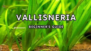 VALLISNERIA PLANT DETAILED GUIDE FOR BEGINNERS  EELGRASS  TAPEGRASS  JUNGLE VAL [upl. by Loos595]