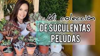 Mi colección de Suculentas Peludas y todo sobre sus cuidados Jardín Suculento [upl. by Nybor]