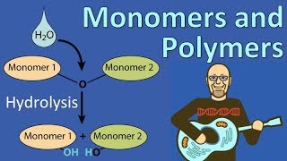 Introduction to Polymers [upl. by Mariele]