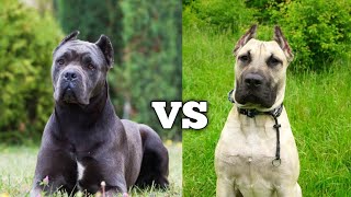 Cane Corso Vs Presa Canario  Ultimate Breed Shutdown [upl. by Theresina]