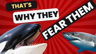 🦈Why Are SHARKS SCARED of ORCAS 😱🐋amazing facts wildlife shark animals [upl. by Floeter]