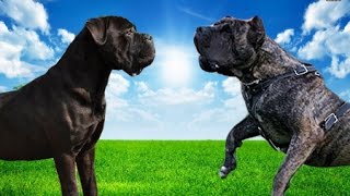 Cane Corso vs Dogo Canario Highlights [upl. by Eeral]