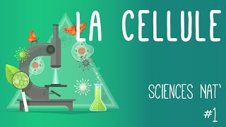 Tout savoir sur la cellule en 6 minutes [upl. by Llerdnam]