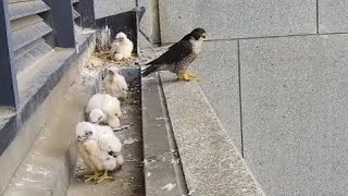 Peregrine Falcon Wonderful moments with baby Falcon [upl. by Nelyk]