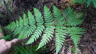 Spiny wood fern Dryopteris expansa [upl. by Akirdnwahs]