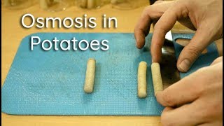 Osmosis in Potato Strips  Bio Lab [upl. by Bergstrom]