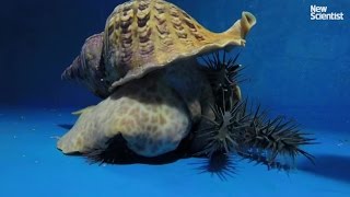 Giant triton vs crown of thorns starfish [upl. by Enidaj]