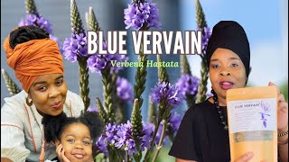 BLUE VERVAIN herb for Stress Anxiety and Sleep Disorders and more  Benefits  Dr Sebi Recommend [upl. by Ynttirb556]