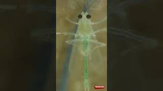 Exploring Lawn Midges under a Microscope [upl. by Brunhilda]