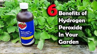 6 Benefits Of Hydrogen Peroxide On Plants And In Your Garden [upl. by Pyne]