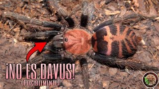 EXPLICANDO EL PROBLEMA DEL GÉNERO DAVUS TARÁNTULAS TIGRE  JC SPIDERS [upl. by Aneekas]