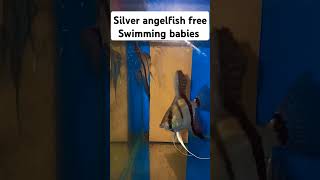 New Generation of Silver Angelfish shorts fish [upl. by Alvira869]