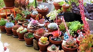 SUCCULENTS IN WINTER PART 3  Outdoor Covered Area  Liz Kreate [upl. by Kellyn166]