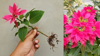 How to grow Poinsettia plant from cuttings simple and effective with updates  Poinsettia plant care [upl. by Darcee217]