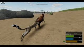 cheetah hunting topi  wild savanna [upl. by Googins]