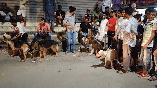 WoW Amazing street dog market in Dhaka Bangladesh Galiff street dog videos [upl. by Mingche]