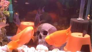 Breeding Firemouth Cichlid and Blood Parrot Fish [upl. by Brout]