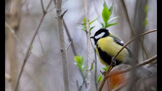 Photo Animaliere en Confinement [upl. by Blackwell862]