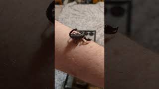 Juvenile Heterometrus spinifer Asian Forest Scorpion 🦂👑 scorpion fast cute pets beautiful [upl. by Eelsew]