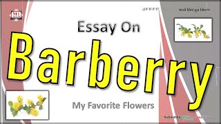 Barberry Flower  Essay On Barberry Flower  My Favorite Flower Barberry  Barberry Benefits [upl. by Lenahtan]