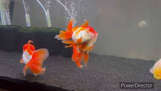 Successfully Breed My Fancy Oranda Goldfish [upl. by Eisyak]