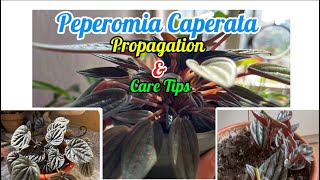 PEPEROMIA CAPERATE CAREPeperomia Propagation Soil Mix and Care Tips🌱🌱peperomia​⁠Sarulimbu123 [upl. by Maidie]