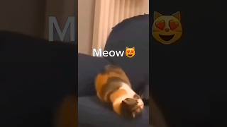 Los momentos más adorables y divertidos de gatos 😍😹  Momentos divertidos de gatos 🤑👌 [upl. by Fayth]