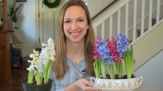 How to Force Hyacinths in Water and Soil  Forcing Hyacinth Bulbs Indoors  Northlawn Flower Farm [upl. by Ecam417]