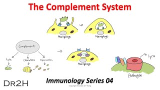 Dr Hongs Immunology Lecture 04 The Complement System [upl. by Inuat]