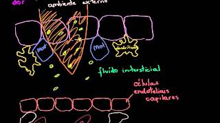 Biologia  Resposta Inflamatória Khan Academy [upl. by Ilenna]