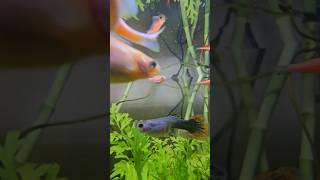 Beautiful Guppy Fish in Planted Tank guppy guppies plantedaquarium danios [upl. by Adelina]