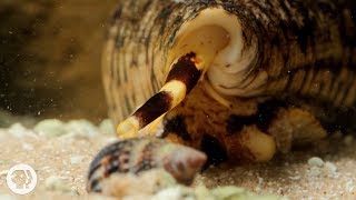 Watch These Cunning Snails Stab and Swallow Fish Whole  Deep Look [upl. by Ttayh]