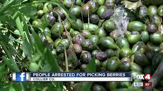 Seven arrested for picking protected saw palmetto berries [upl. by Aerdnad]