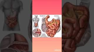 DUODENUM meaning and function icsebiology digestivesystem 9thclass duodenum [upl. by Nestor]