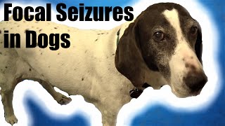 How to Spot Canine Focal Seizure Symptoms [upl. by Mailiw]