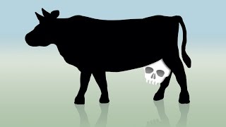 Is Dairy Good for your Bones [upl. by Gerda]