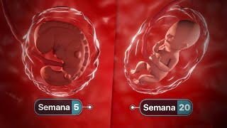 Movimientos del bebe en en vientre materno  ¿Cuándo empezaré a sentirlos [upl. by Drandell]