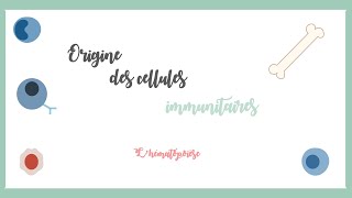 Origine des cellules immunitaires lhématopoïèse Immunologie hématologie [upl. by Caril995]