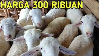 JUAL BIBIT JANTAN BETINA 300 SAMPAI 600 RIBUAN GRATIS ONGKIR [upl. by Aiz796]