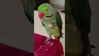 Village Park Chittu Pattu 🦜🦜 [upl. by Koeppel]