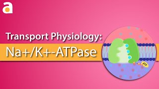 Transport Physiology NaKATPase Sodium Potassium Pump [upl. by Rheingold]