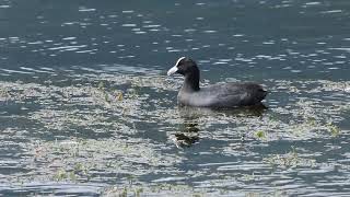 Folaga  Eurasian Coot  Fulica atra [upl. by Attelrac]