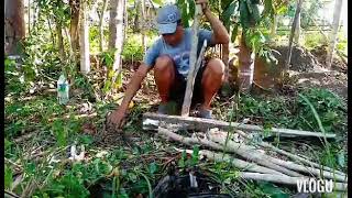 Planting Madre Cacao as Fence Post [upl. by Atikel]