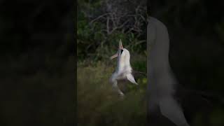 Laysan Albatross Greeting  Minute of Wildlife birds wildlife nature [upl. by Rehptosirhc]