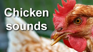 Chicken Sounds Sound of Chickens On The Farm HD Video  HQ Audio [upl. by Dasi]