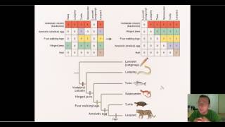 Using Probability amp Parsimony to Construct Phylogenic Trees [upl. by Holladay]