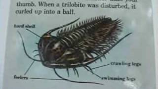 Introduction to Trilobites pt 1 of 2 [upl. by Aitselec]