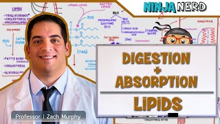 Gastrointestinal  Digestion amp Absorption Of Lipids [upl. by Liagibba]